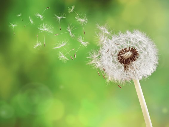 6 Steps to Prevent Allergies and Breathing Problems