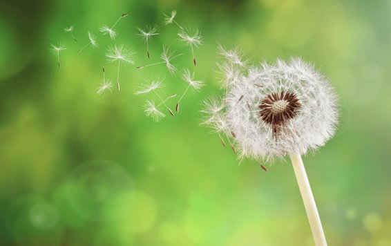6 Steps to Prevent Allergies and Breathing Problems