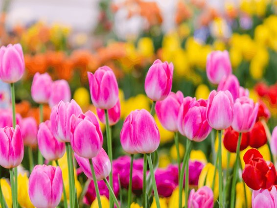 6 Tips for Handling Spring Allergies