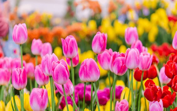 6 Tips for Handling Spring Allergies